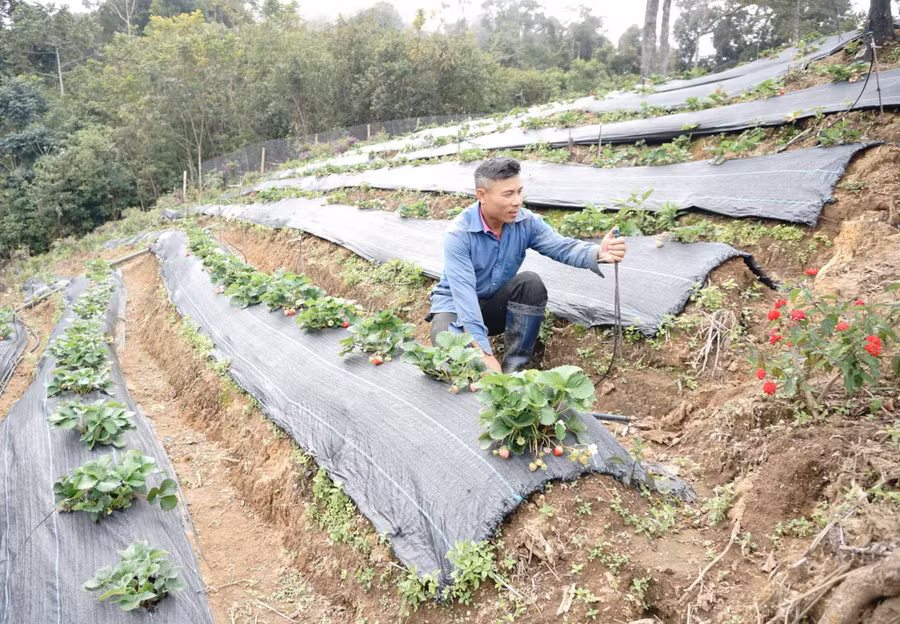 Trồng dâu tây là hướng đi mới và mang lại hiệu quả cao ở Tu Mơ Rông. Ảnh: V.T