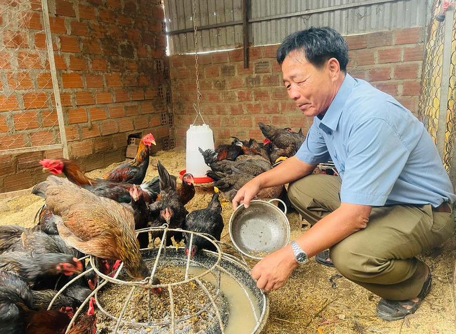 Nhờ nguồn thức ăn giàu dinh dưỡng và môi trường sạch sẽ, đàn gà của gia đình ông Hoàng Thanh Vân (tổ 2, phường Đoàn Kết, thị xã Ayun Pa) phát triển khỏe mạnh. Ảnh: Vũ Chi