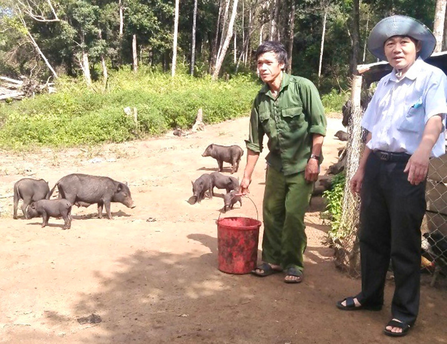 Nhờ được hỗ trợ tham gia mô hình nuôi heo đen nên hộ ông Đinh Văn Mên (làng Kon Lốc 1, xã Đak Rong, huyện Kbang) đã vươn lên thoát nghèo. Ảnh: Minh Phương