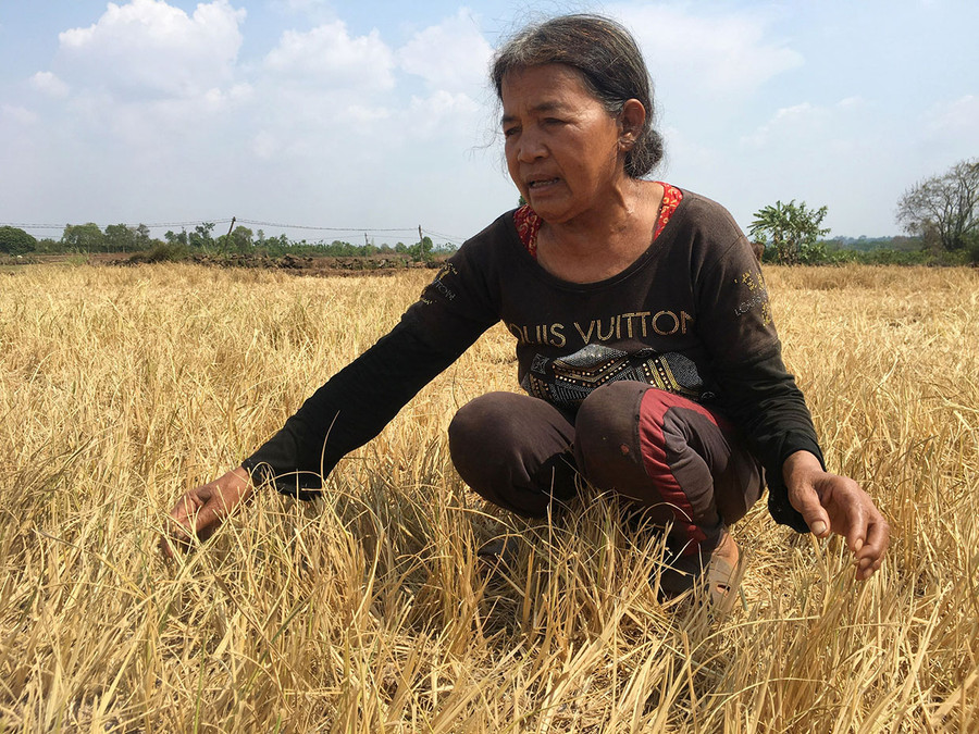 Bà Kpuih H’Ruih (làng Ser Dmó, xã Kông Htok) buồn rầu vì hơn 3 sào lúa của gia đình bị khô cháy vì nắng hạn. Ảnh: Nguyễn Quang