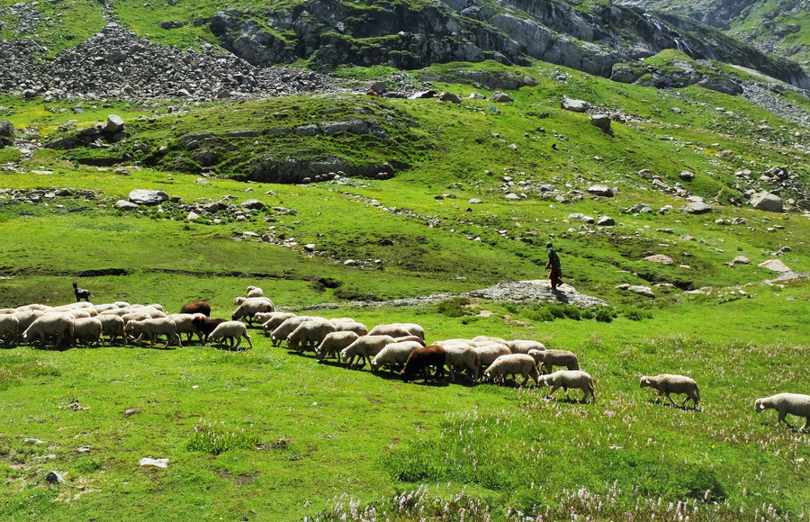 Bù lại với các khó khăn gặp phải trên đường thì cảnh quan thiên nhiên và con người ở Kashmir luôn khiến bạn phải ngạc nhiên. Ngoài những thảm hoa vàng, tím, hồng rực rỡ trải dưới chân, núi non hùng vĩ với đỉnh tuyết phủ bao quanh, càng đi sâu bạn sẽ thấy thêm các túp lều đá, người dân chăn thả gia súc và rất nhiều dê, cừu, bò, ngựa thong dong gặm cỏ. Chúng được thả ăn cỏ tươi suốt mùa hè để tới mùa thu đông sẽ đưa về làng để thu hoạch lấy sữa và lông