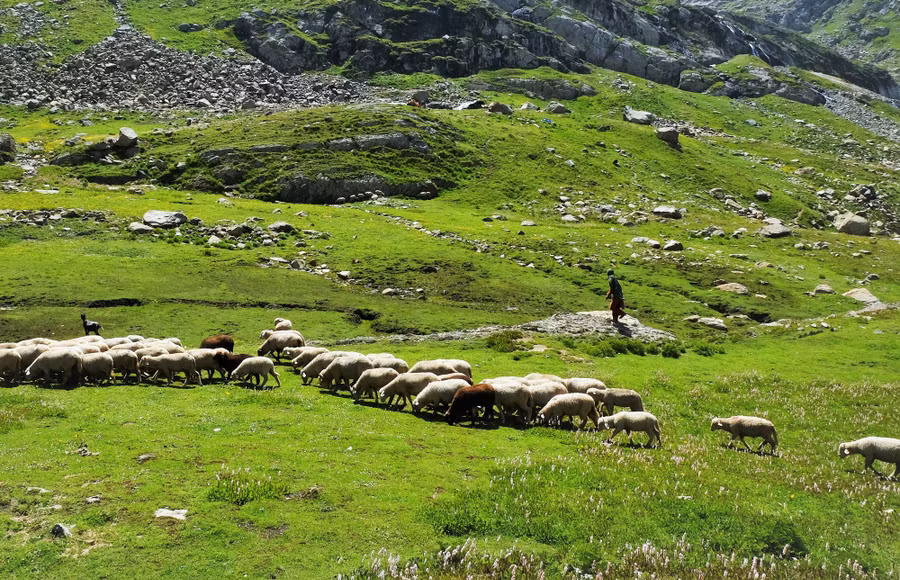 Bù lại với các khó khăn gặp phải trên đường thì cảnh quan thiên nhiên và con người ở Kashmir luôn khiến bạn phải ngạc nhiên. Ngoài những thảm hoa vàng, tím, hồng rực rỡ trải dưới chân, núi non hùng vĩ với đỉnh tuyết phủ bao quanh, càng đi sâu bạn sẽ thấy thêm các túp lều đá, người dân chăn thả gia súc và rất nhiều dê, cừu, bò, ngựa thong dong gặm cỏ. Chúng được thả ăn cỏ tươi suốt mùa hè để tới mùa thu đông sẽ đưa về làng để thu hoạch lấy sữa và lông
