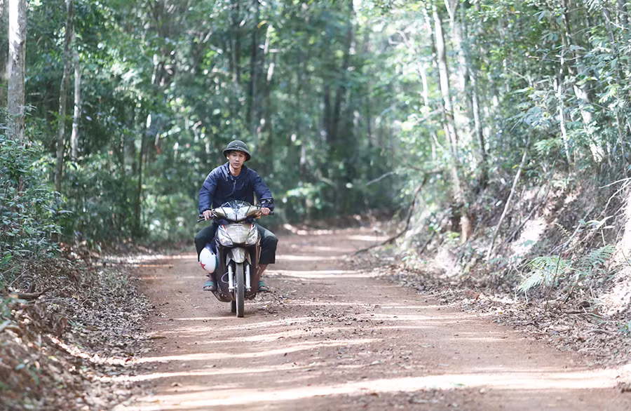 Cung đường chạy của các vận động viên sẽ nằm dưới tán rừng nguyên sinh. Ảnh: V.N