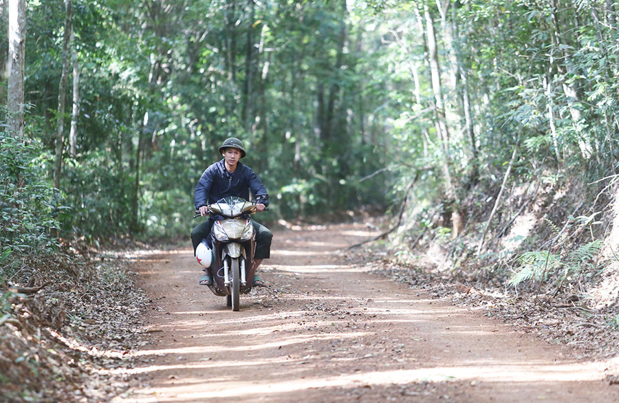 Cung đường chạy của các vận động viên sẽ nằm dưới tán rừng nguyên sinh. Ảnh: V.N Cung đường chạy của các vận động viên sẽ nằm dưới tán rừng nguyên sinh. Ảnh: V.N