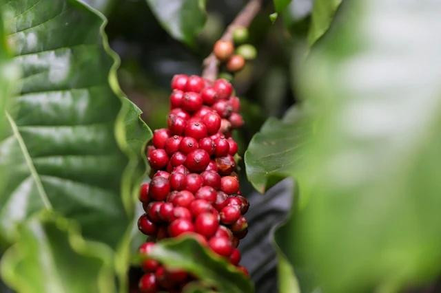Giá cà phê đang thẳng tiến tới cột mốc lịch sử 100.000 đồng/kg. Ảnh: MINH ĐĂNG