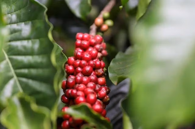 Giá cà phê đang thẳng tiến tới cột mốc lịch sử 100.000 đồng/kg. Ảnh: MINH ĐĂNG