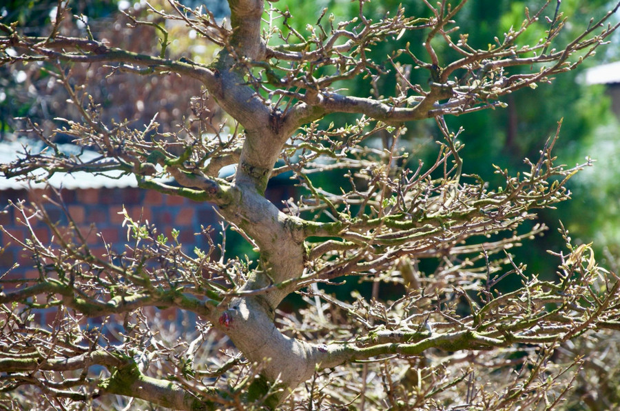 Những cành, chi xung quanh là những đám mây vàng vây quanh thân rồng