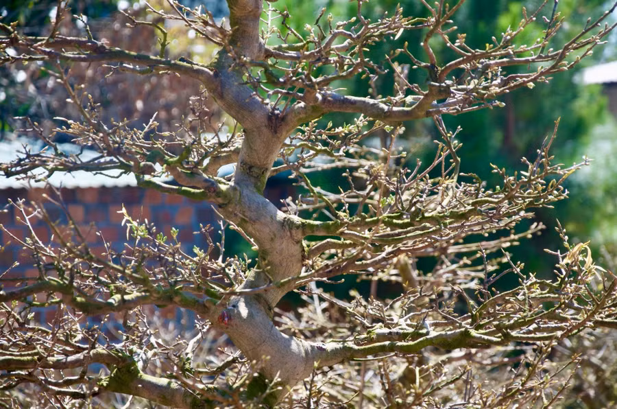 Những cành, chi xung quanh là những đám mây vàng vây quanh thân rồng Những cành, chi xung quanh là những đám mây vàng vây quanh thân rồng