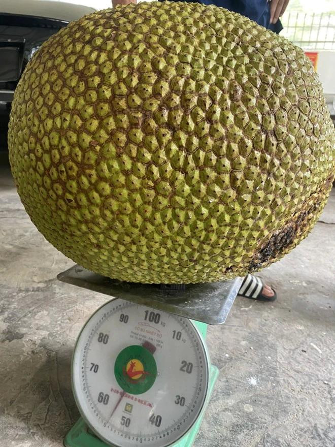 Múi mít cũng "khổng lồ" như cân nặng. Ảnh NVCC Múi mít cũng "khổng lồ" như cân nặng. Ảnh NVCC