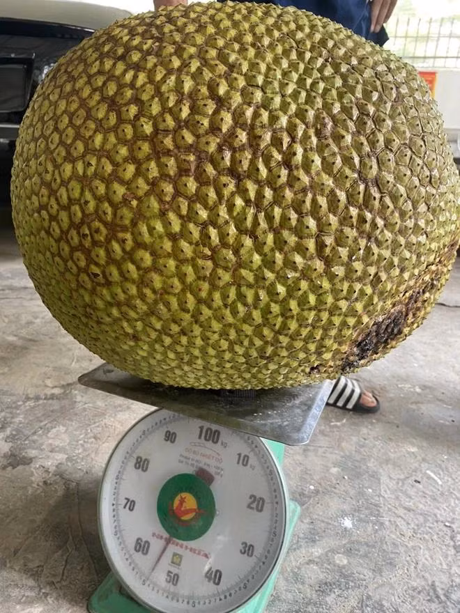 Múi mít cũng "khổng lồ" như cân nặng. Ảnh NVCC