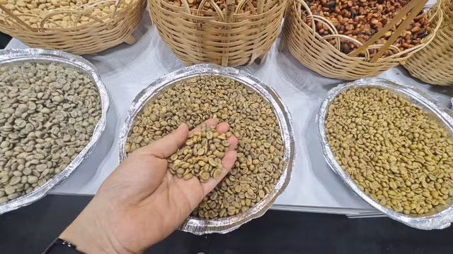 Cà phê Robusta Việt Nam đang quay lại giá đỉnh lịch sử.