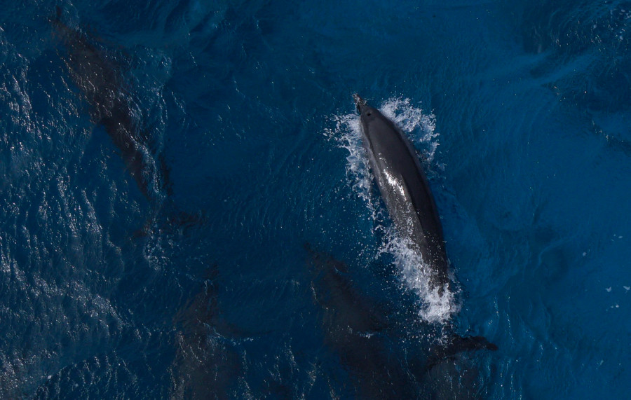 Nhìn bằng mắt thường, mỗi chú dài khoảng gần 1,5 m, nặng khoảng 30 kg. Ảnh: L.Q.P Nhìn bằng mắt thường, mỗi chú dài khoảng gần 1,5 m, nặng khoảng 30 kg. Ảnh: L.Q.P