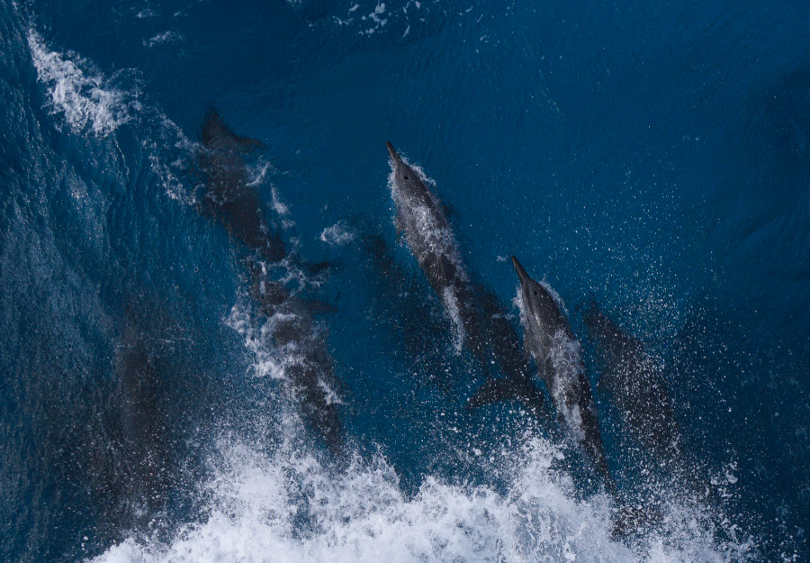 Đàn cá heo ở cửa hồ Đá Tây đang lao vun vút, ngang với tốc độ của tàu 561 (khoảng 14 hải lý/giờ), khu vực này nước nông nên có màu nhạt hơn. Ảnh: L.Q.P Đàn cá heo ở cửa hồ Đá Tây đang lao vun vút, ngang với tốc độ của tàu 561 (khoảng 14 hải lý/giờ), khu vực này nước nông nên có màu nhạt hơn. Ảnh: L.Q.P