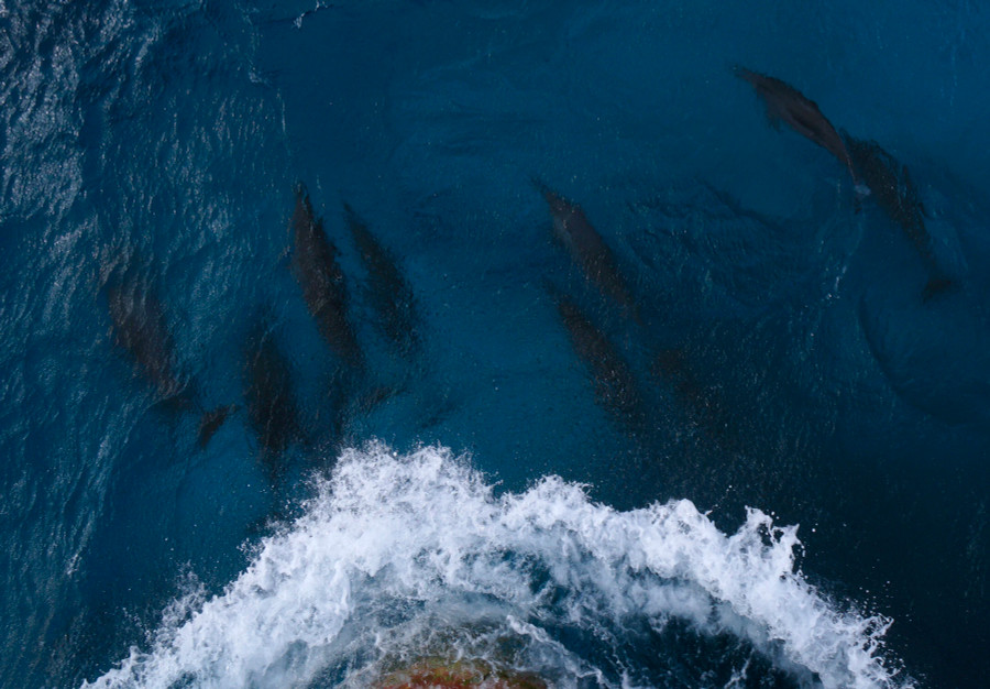 Cá heo rời đi sau một hồi làm xiếc trước mũi tàu Cá heo rời đi sau một hồi làm xiếc trước mũi tàu