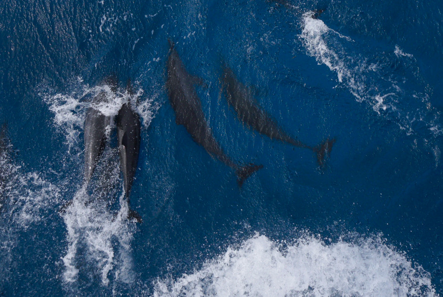 Vừa nhào lộn, cá heo vừa cong mình đùa giỡn trong sóng biển. Ảnh: L.Q.P Vừa nhào lộn, cá heo vừa cong mình đùa giỡn trong sóng biển. Ảnh: L.Q.P