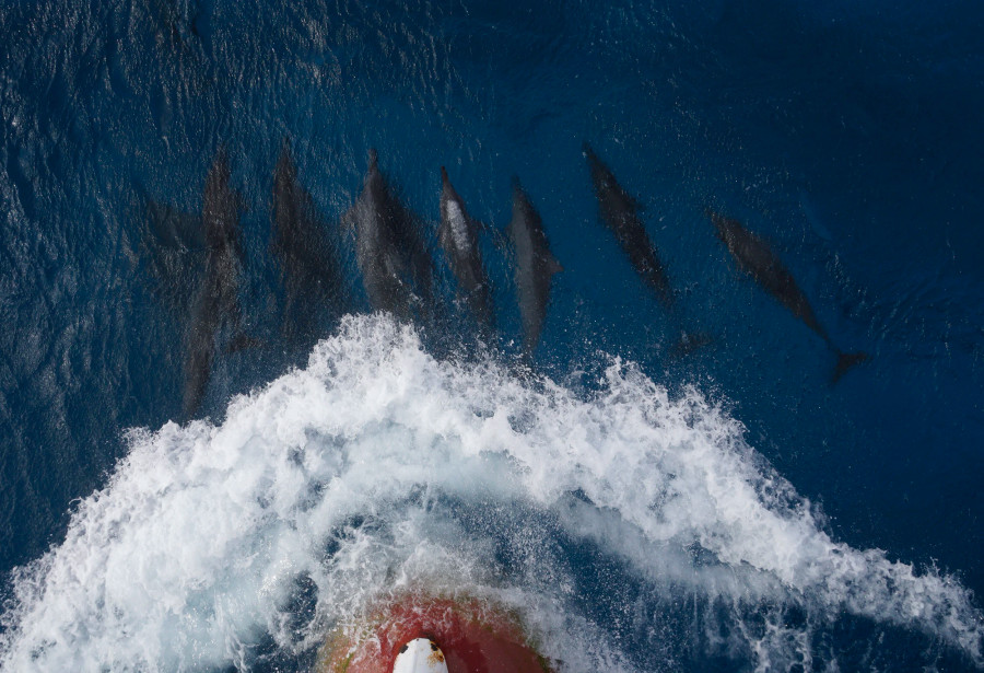 Cá heo xuất hiện trước mũi tàu 561, tháng 1.2024. Ảnh: L.Q.P Cá heo xuất hiện trước mũi tàu 561, tháng 1.2024. Ảnh: L.Q.P