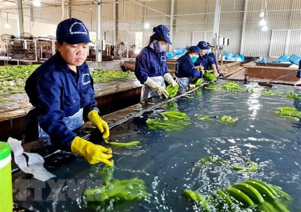 Sơ chế chuối xuất khẩu. (Ảnh: Hồng Đạt/TTXVN) Sơ chế chuối xuất khẩu. (Ảnh: Hồng Đạt/TTXVN)