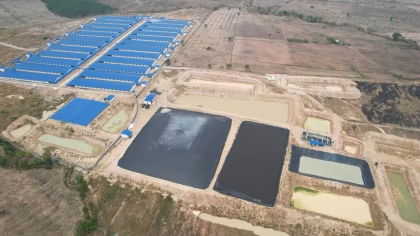 Năm 2023 và 6 tháng đầu năm 2024, toàn tỉnh có 12 đơn vị bị xử phạt vi phạm quy định về môi trường trong chăn nuôi. Ảnh: Hồng Thương