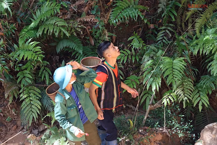 Lên núi tìm ngũ vị tử