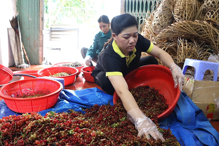 Sơ chế quả ngũ vị tử. Ảnh: HỮU PHÚC
