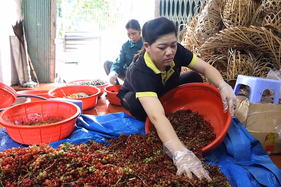 Sơ chế quả ngũ vị tử. Ảnh: HỮU PHÚC
