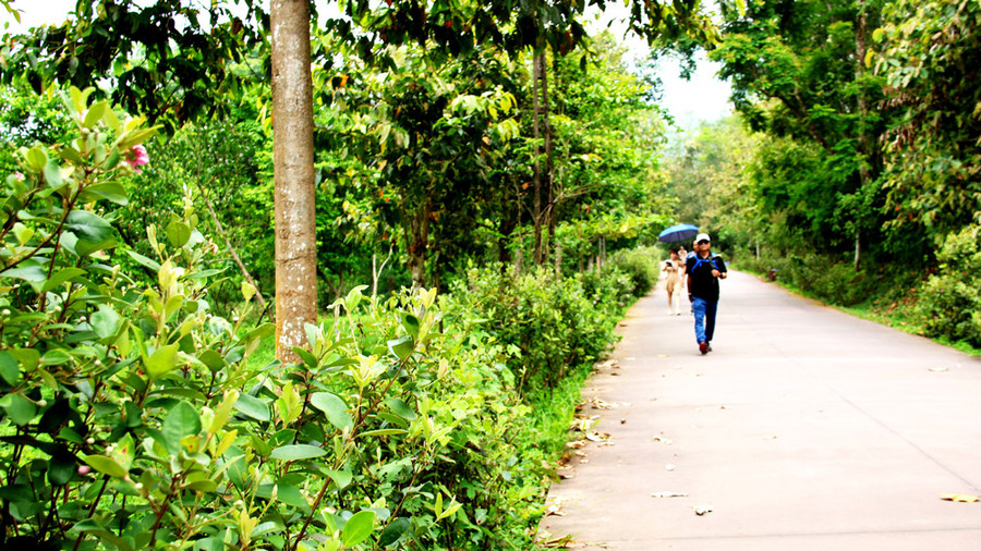 Hai bên đường là hoa sim.