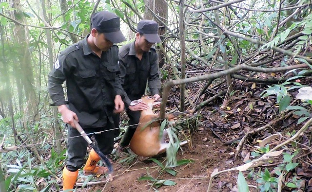 Một con thú rừng dính bẫy được giải cứu. Ảnh: MẠNH CƯỜNG