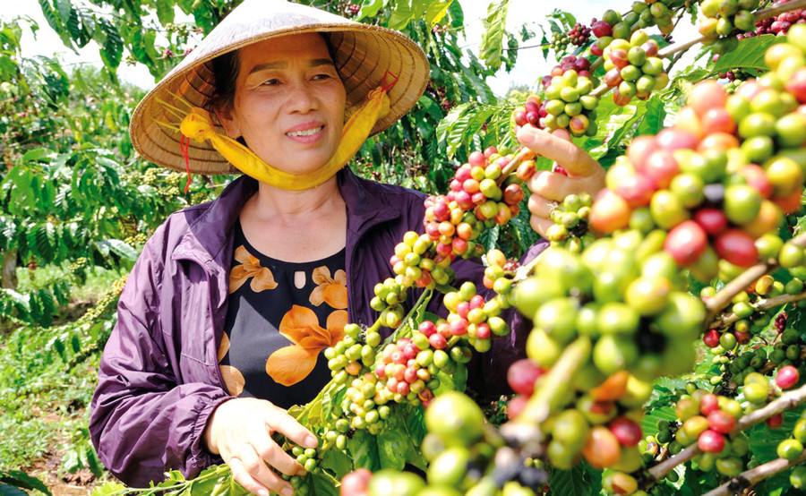 Lâm Đồng hiện có trên 160 ngàn ha cà phê Robusta chiếm khoảng 91% tổng diện tích cà phê toàn tỉnh Lâm Đồng hiện có trên 160 ngàn ha cà phê Robusta chiếm khoảng 91% tổng diện tích cà phê toàn tỉnh