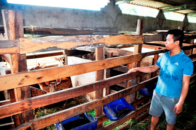 Từ 5 cặp hươu lúc khởi nghiệp, hiện chuồng trại của Quế luôn có 30-40 con. Từ 5 cặp hươu lúc khởi nghiệp, hiện chuồng trại của Quế luôn có 30-40 con.