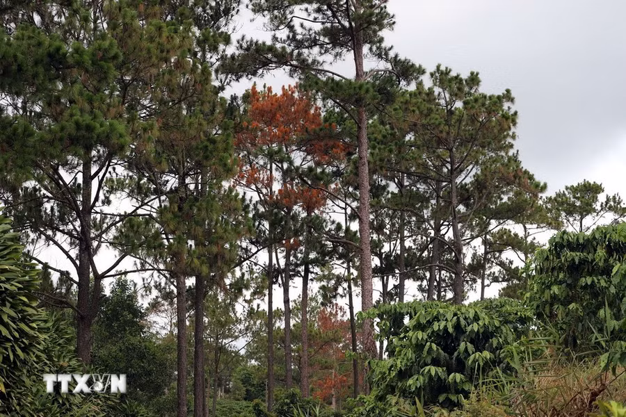 Hình thức chiếm rừng chủ yếu do ken gốc, khoan lỗ đổ hóa chất khiến thông chết dần. (Ảnh: Quốc Hùng/TTXVN)