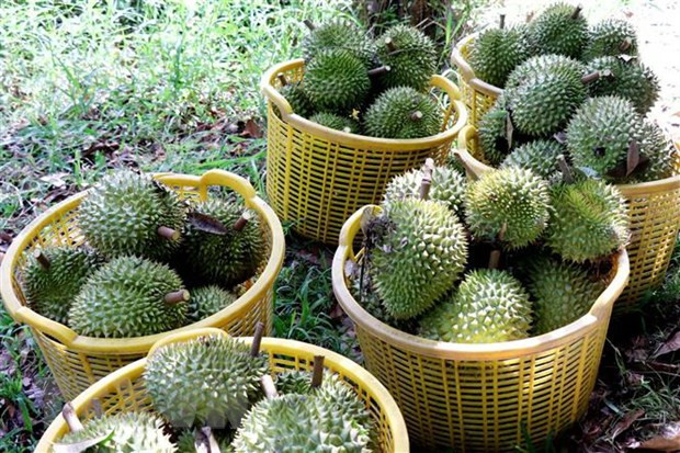 Thu hoạch sầu riêng. (Ảnh: Thu Hiền/TTXVN)