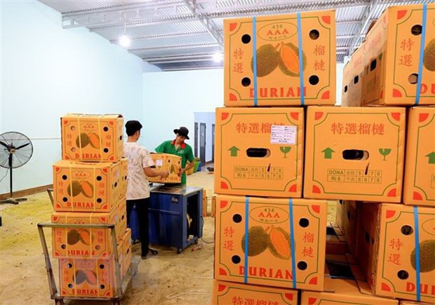 Đóng thùng sầu riêng xuất khẩu sang Trung Quốc. (Ảnh: Hồng Đạt/TTXVN)