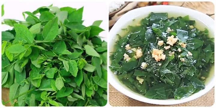 Rau ngót tốt cho sức khỏe nhưng không phải ai cũng ăn được