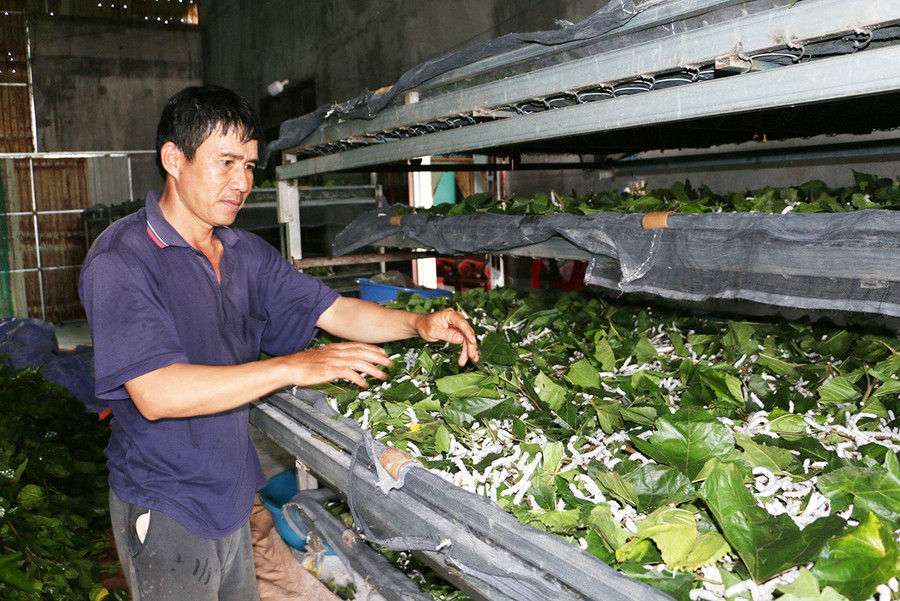 Người dân thôn Bầu Zút (thị trấn Chư Sê) phát triển nghề trồng dâu nuôi tằm. Ảnh: Nguyễn Quang Người dân thôn Bầu Zút (thị trấn Chư Sê) phát triển nghề trồng dâu nuôi tằm. Ảnh: Nguyễn Quang