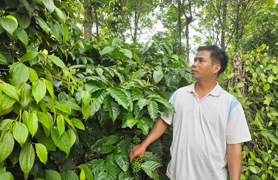 Anh Ksor Phiếu đi đầu trong phát triển kinh tế gia đình. Ảnh: H.S