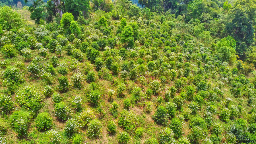 Cà phê dòng Arabica trồng dọc theo các triền núi. Ảnh Nguyễn Huỳnh Cà phê dòng Arabica trồng dọc theo các triền núi. Ảnh Nguyễn Huỳnh