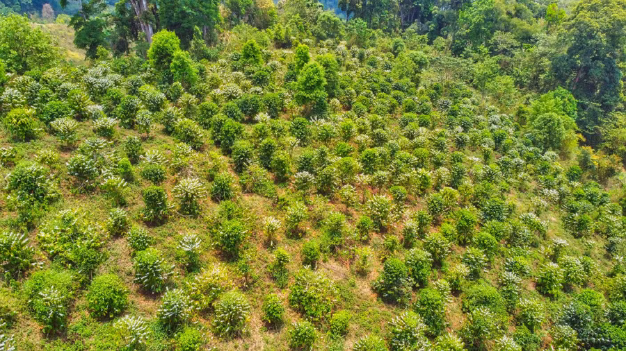 Cà phê dòng Arabica trồng dọc theo các triền núi. Ảnh Nguyễn Huỳnh