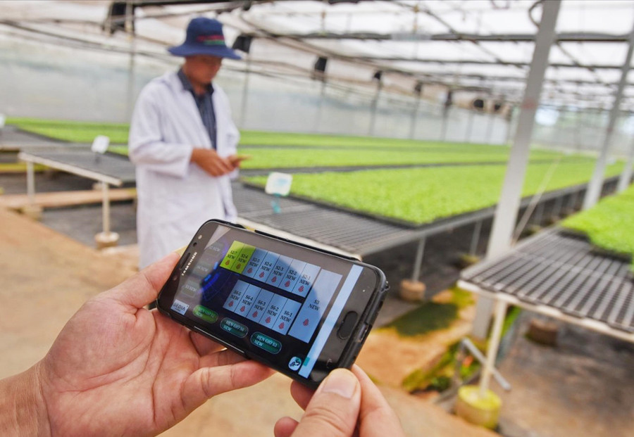 DOVECO Gia Lai kiểm tra mức độ sinh trưởng của cây trồng bằng thiết bị hiện đại (ảnh đơn vị cung cấp).