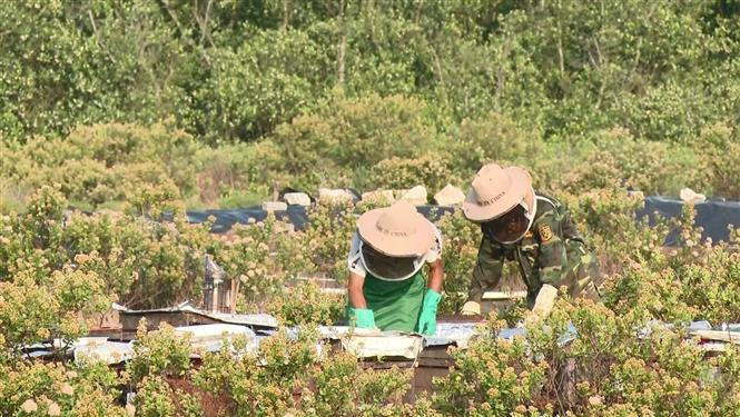 Nông dân thu hoạch mật ong tại huyện Kim Sơn. Ảnh: Hải Yến/TTXVN