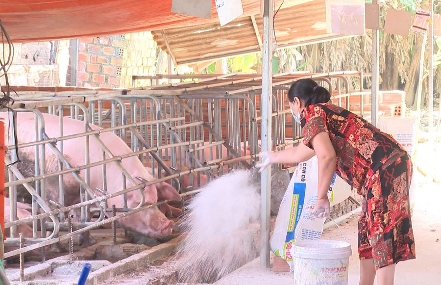 Gia đình ông Chung đang rải vôi chuồng trại. Ảnh: PN