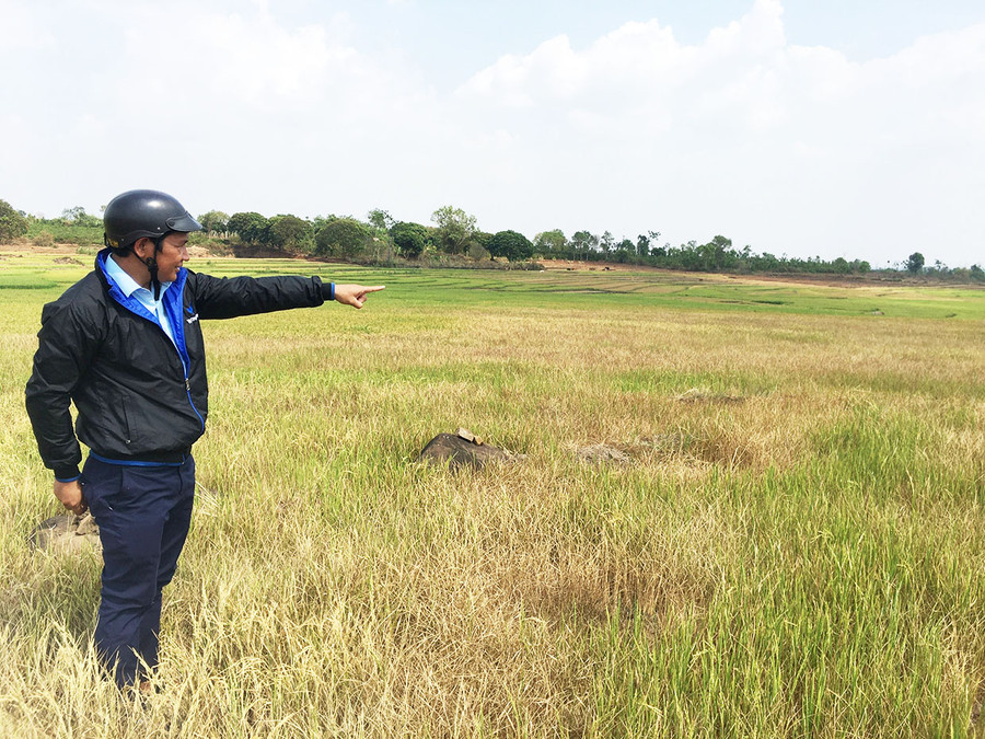 Diện tích lúa ở cánh đồng làng Ser Dmó (xã Kông Htok) gần như mất trắng vì hạn. Ảnh: Nguyễn Quang