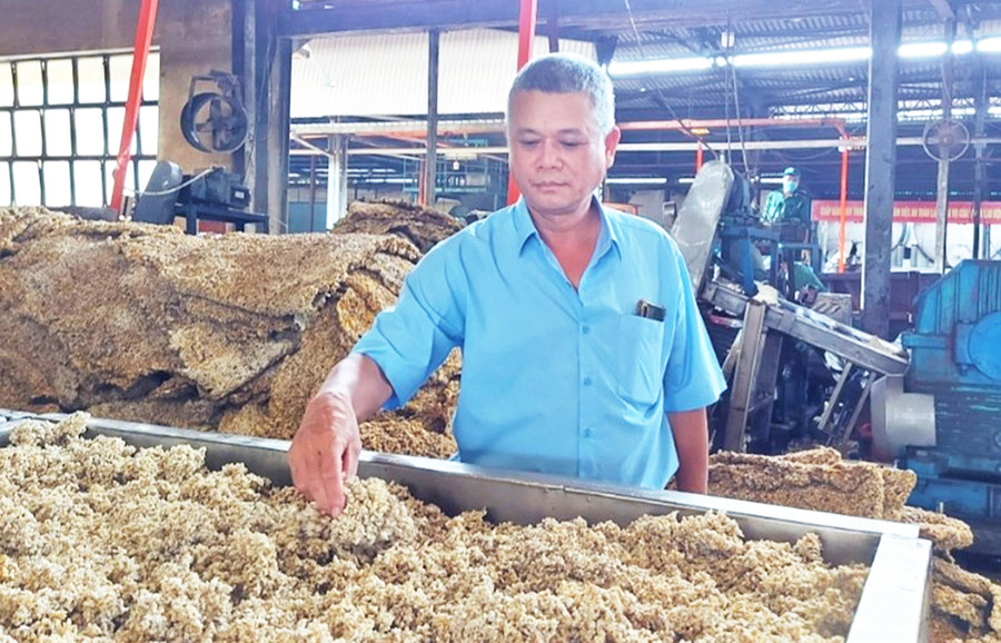 Ông Nguyễn Hoàng Tuấn kiểm tra chất lượng mủ chế biến tại Công ty Cao su Chư Prông. Ảnh: H.Đ.T