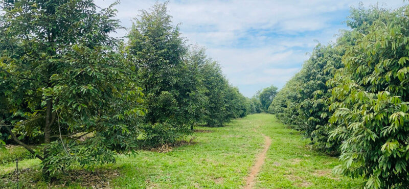 Có thể nhận thế chấp quyền sử dụng đất vườn sầu riêng không? (Ảnh minh họa/nguồn: internet) Có thể nhận thế chấp quyền sử dụng đất vườn sầu riêng không? (Ảnh minh họa/nguồn: internet)