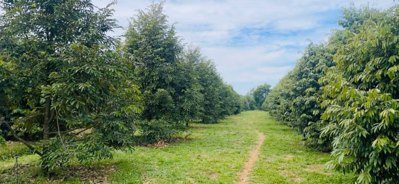 Có thể nhận thế chấp quyền sử dụng đất vườn sầu riêng không? (Ảnh minh họa/nguồn: internet)