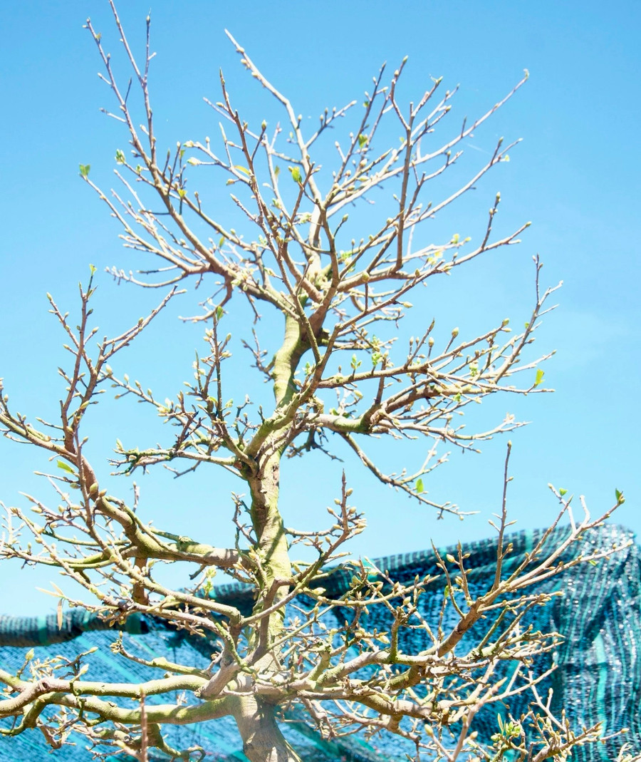 Theo ông Hoà, thân cây mai được uốn cong như thân rồng bay lượn và ngọn là đuôi. Dáng mai thế long cuốn thủy sẽ mang ý nghĩa rồng đang thu hút tiền tài, phúc lộc về cho gia chủ.