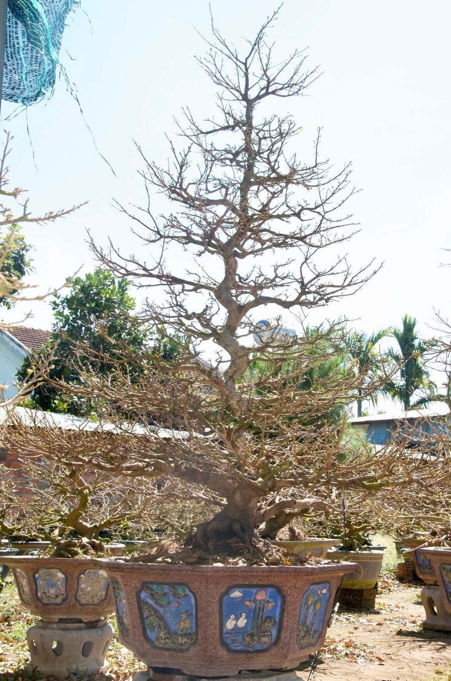 Ông Hòa chia sẻ, trong vườn có một gốc mai giảo giá trị nhất, khoảng 30 năm tuổi. Tuy nhiên chỉ cho thuê không bán vì gắn bó đã lâu với gia đình. Thế của cây mai này là thế dáng long - một thế mai cổ của vùng đất võ Bình Định. Cây mai có thân cao gần 3m, tán rộng gần 2m. Giá cho thuê 100 triệu trong khoảng 20 ngày.