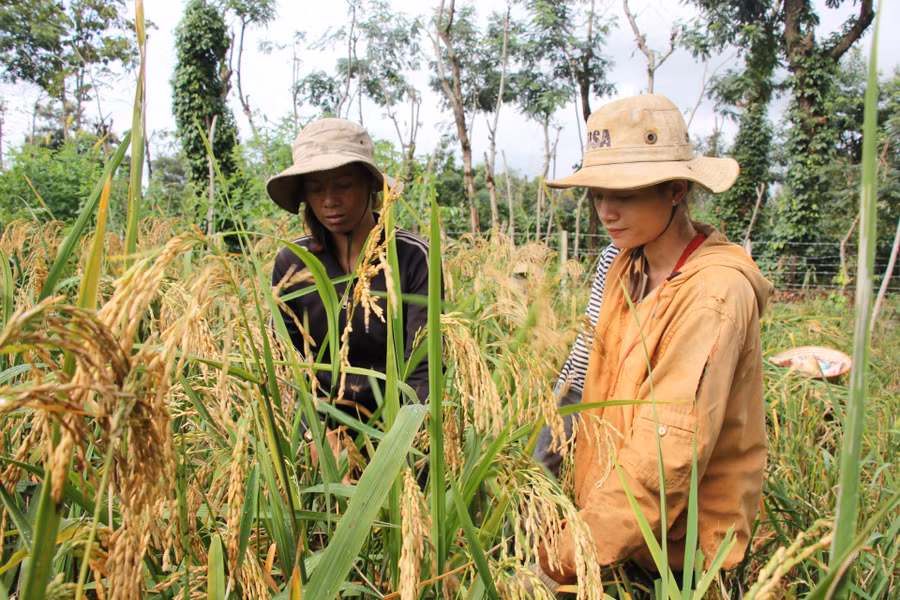 Mô hình lúa cạn của người dân xã Hòa Hiệp, huyện Cư Kuin.