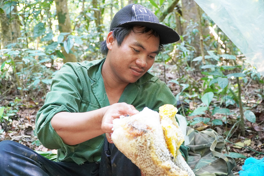 Anh Đinh Văn Thiêng thu hoạch mật ong rừng. Ảnh: Thiên Di Anh Đinh Văn Thiêng thu hoạch mật ong rừng. Ảnh: Thiên Di
