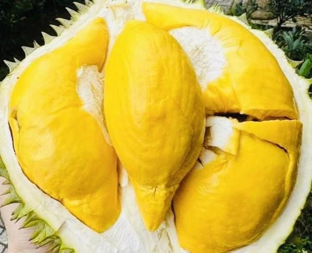 Sầu riêng có nhiều lợi ích, tuy nhiên, một số người không nên ăn. Ảnh LÊ CẦM