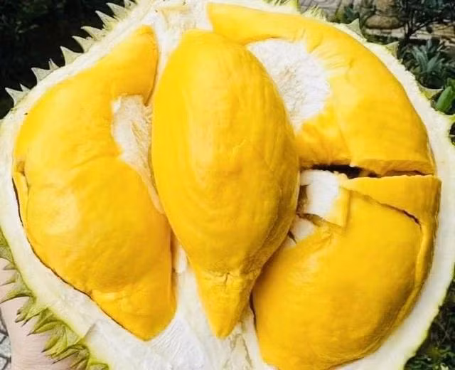 Sầu riêng có nhiều lợi ích, tuy nhiên, một số người không nên ăn. Ảnh LÊ CẦM